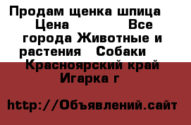 Продам щенка шпица.  › Цена ­ 15 000 - Все города Животные и растения » Собаки   . Красноярский край,Игарка г.